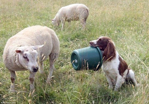 2、狗吃豬飼料有什么壞處？會發(fā)生什么？ 