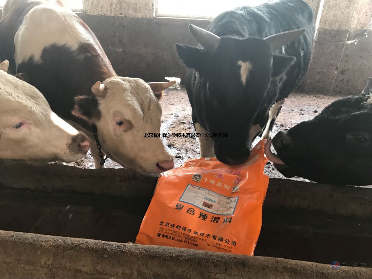 2、什么牌子的飼料對牛好？