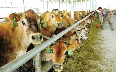 2、奶牛各階段飼料配方