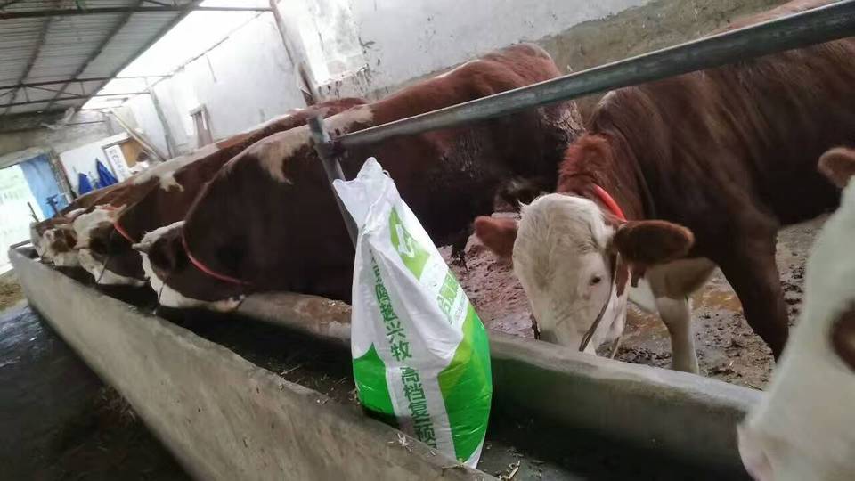 2、～斤肉牛精飼料配方