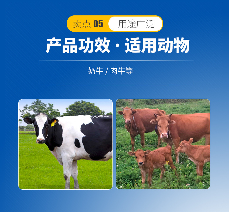 3、奶牛用青貯飼料生產的關鍵,奶牛用青貯飼料如何制作?