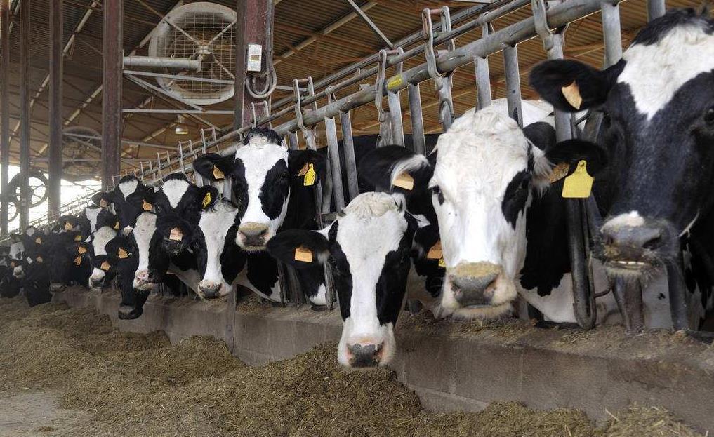 2、青貯飼料對奶牛的健康有哪些好處?