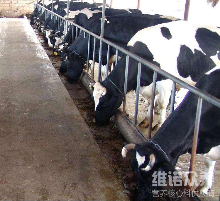 2、奶牛各階段飼料配方