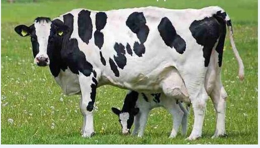 3、奶牛各階段飼料配方
