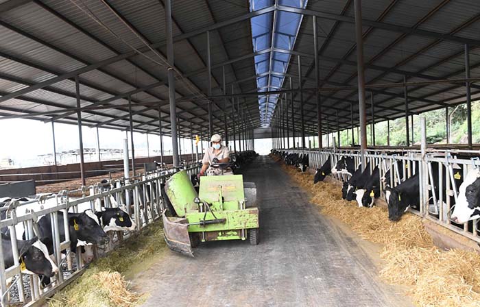 2、奶牛為什么不能喂飼料？